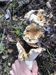 Lactarius alnicola