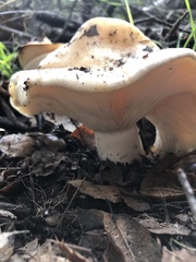Lactarius alnicola