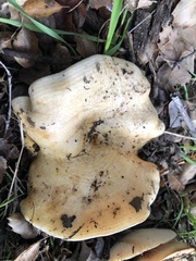 Lactarius alnicola