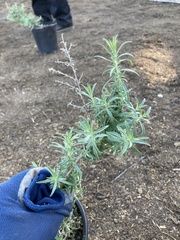 Epilobium canum