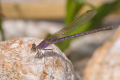 Argia pallens