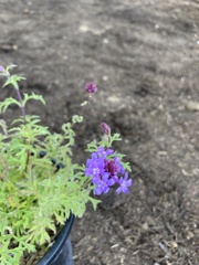 Verbena pulchella