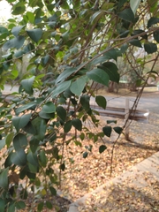 Ligustrum japonicum