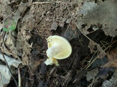 Cantharellus chicagoensis