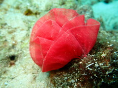 Hexabranchus sanguineus
