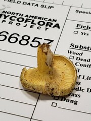 Cantharellus chicagoensis