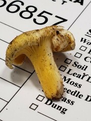 Cantharellus chicagoensis