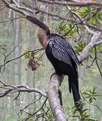 Anhinga anhinga leucogaster