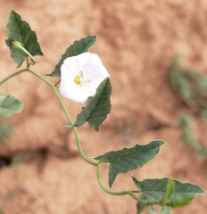Convolvulus arvensis