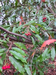 Photinia niitakayamensis