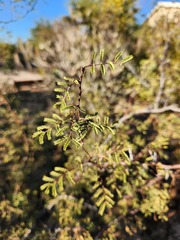 Vachellia constricta