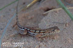 Ctenophorus maculatus