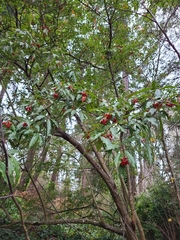 Photinia niitakayamensis