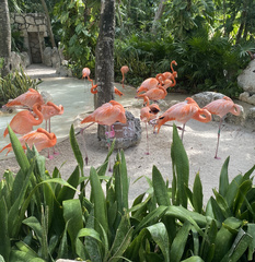 Phoenicopterus