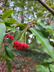 Photinia niitakayamensis
