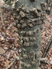 Celtis tenuifolia