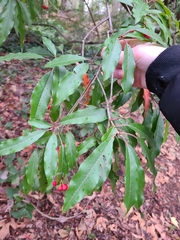 Photinia niitakayamensis