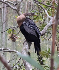 Anhinga anhinga leucogaster