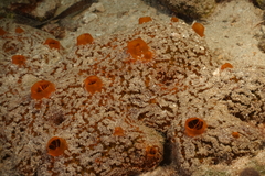 Mycale dendyi