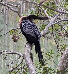 Anhinga anhinga leucogaster