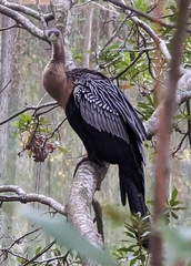 Anhinga anhinga leucogaster