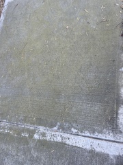 Candelariella aurella