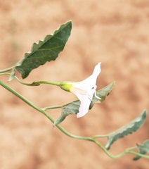 Convolvulus arvensis
