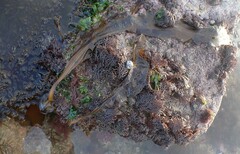 Undaria pinnatifida