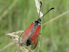 Zygaena punctum