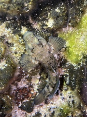 Mauligobius maderensis