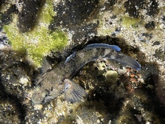 Mauligobius maderensis