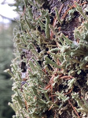 Cladonia polydactyla