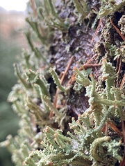 Cladonia polydactyla