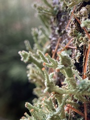 Cladonia polydactyla