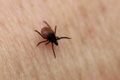 Ixodes ricinus