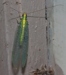 Apertochrysa edwardsi