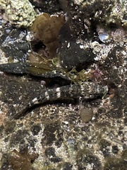 Mauligobius maderensis