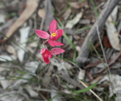 Thelymitra × macmillanii