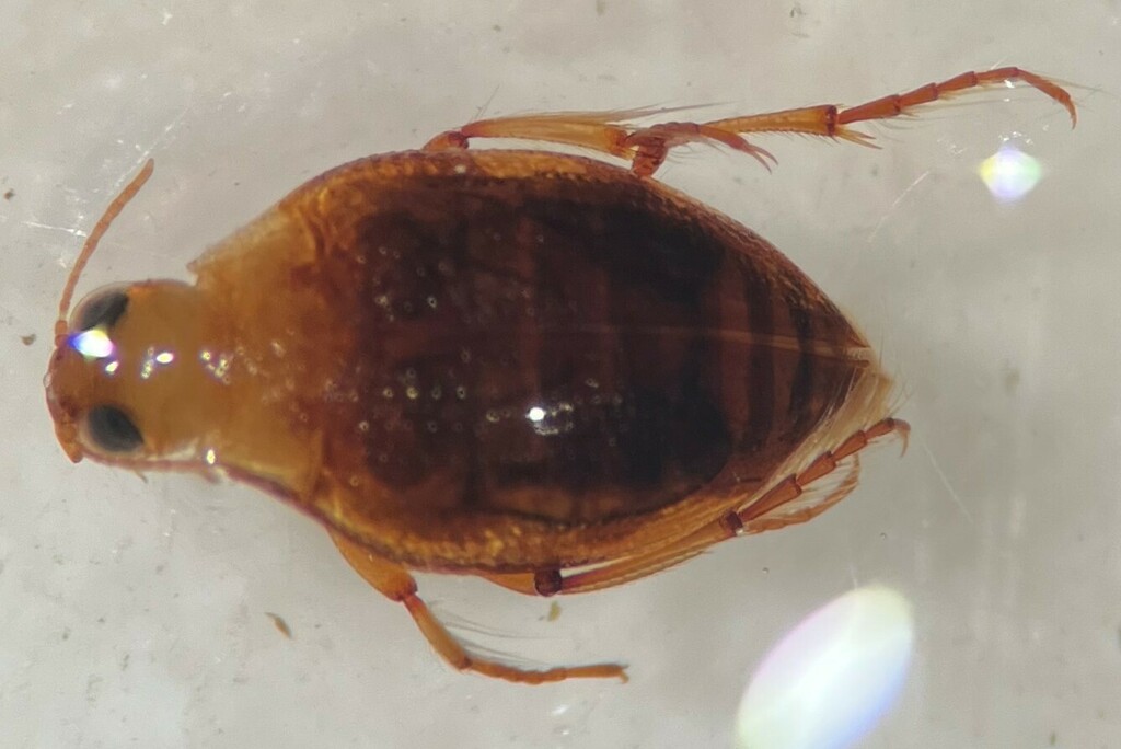 Warm Springs Crawling Water Beetle