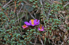 Osbeckia lanata