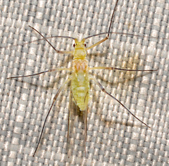 Calaphidina