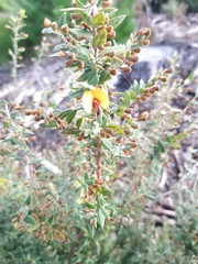 Bossiaea cinerea
