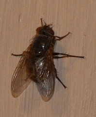 Calliphora stygia