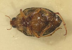 Peltodytes roughleyi