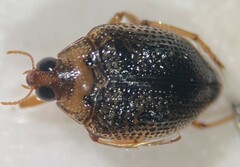 Peltodytes roughleyi