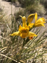 Chloraea alpina