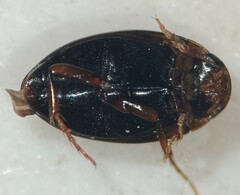 Sanfilippodytes vilis