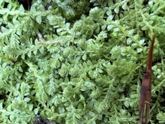 Selaginella apoda