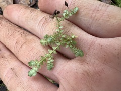 Selaginella apoda
