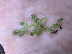 Selaginella apoda